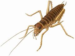 Image result for Cricket Bug