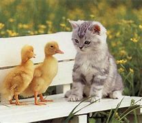 Image result for Cute Cat Friends