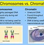 Image result for Chromosome DNA Trait Gene