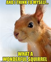 Image result for Cute Squirrel Memes