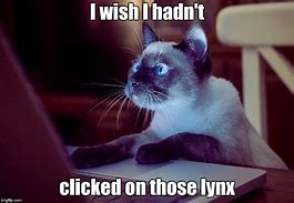 Image result for Cat with Internet Meme