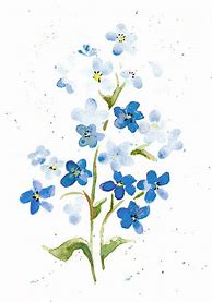 Image result for Forget Me Not Watercolor