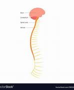 Image result for Spinal Cord for Kids