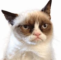 Image result for Grumpy Cat Saying No