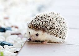 Image result for Baby Hedgehog Image Download