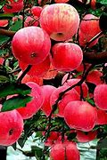 Image result for Apple Fruit Seeds