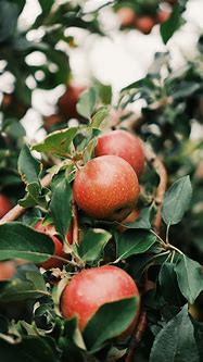 Image result for Apple Fruit HD