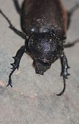Image result for Armored Beetle