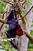Image result for Mayotte Bats