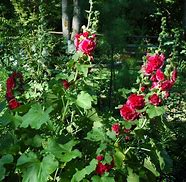 Image result for Alcea rosea Charters Double ROOD