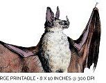 Image result for Watercolor Bat