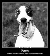 Image result for Perro Meme Squizo