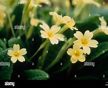 Primula vulgaris Queen Yellow 的图像结果