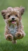 Image result for The Prettiest Dog in the World