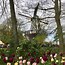 Image result for The Netherlands Tulips
