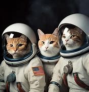 Image result for Space Cat Desktop
