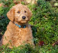 Image result for Anxiety Therapy Dogs