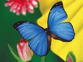 Image result for Pretty Blue Butterfly Wallpaper