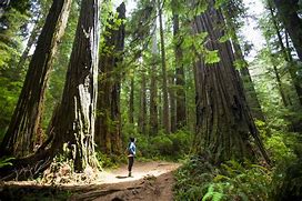 Image result for Redwood Forest CA