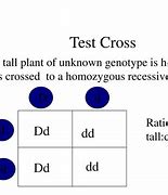 Image result for Homozygous Crosses