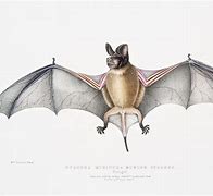 Image result for Basic Bat Drawing