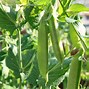 Image result for Biggest Pea