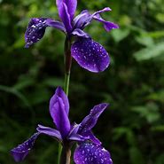 Image result for Iris sibirica Pansy Purple