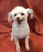 Image result for Toy Poodle Chihuahua Mix
