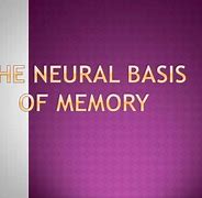 Image result for Human Memory Types