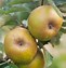 Image result for Colster Apple Fruit