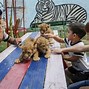 Image result for Zoo Animal Abuse