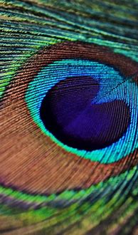 Image result for Feather iPhone Wallpaper