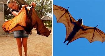 Image result for Large Flying Fox Bat