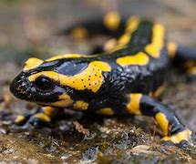 Image result for salamander