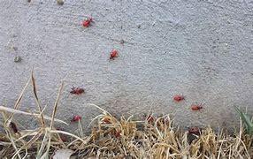 Image result for Red Bugs in Yard