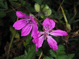 Résultat d’images pour Erodium manescavi