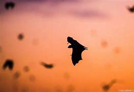 Image result for Fruit Bat in a Tree