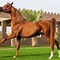 Image result for Ancient Horse Breeds