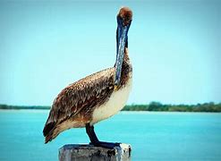 Image result for Pelican Photography