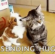 Image result for Cat You Want Hugs Go Buy a Dog Meme