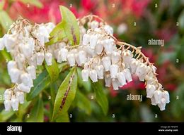Image result for Bell-Shaped Wild Flower Pennsylvania White