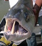 Image result for Biggest Type of Fish in the World