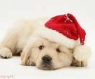 Image result for Cool Wallpapers of Dogs