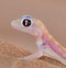 Image result for Colorful Gecko Lizard