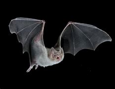 Image result for Vampire Bat Hanging