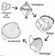 Image result for Hard Clam Images