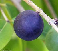 Image result for Myrciaria Vexator