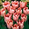 Image result for Arely Tulip