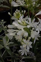 Image result for Agapanthus Snowball