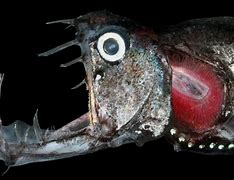 Image result for Weird Fish Names